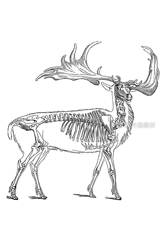 大角鹿(cervus eurycerus)是一种已经灭绝的鹿属，其成员生活在从更新世早期到全新世开始的欧亚大陆，是冰河时期重要的食草动物